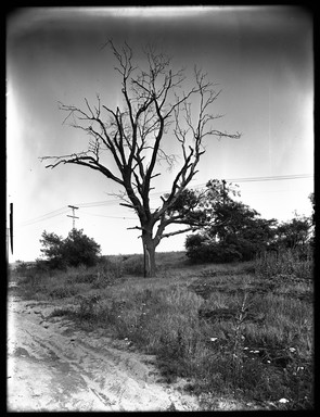 Dr. George S. Ogden (American, active 1900–1915). <em>Historic White Oak, Ave G near Kouwenhoven Place</em>, ca. 1914. Gelatin silver glass dry plate negative Brooklyn Museum, Brooklyn Museum/Brooklyn Public Library, Brooklyn Collection, 1996.164.6-85 (Photo: , 1996.164.6-85_bw_SL4.jpg)