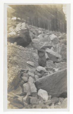 Unknown. <em>[Untitled] (A Marmot Standing in a Rocky Area)</em>, ca. 1900. Gelatin silver print, 5 1/4 x 3 1/8 in. (13.3 x 8.0 cm). Brooklyn Museum, Gift of Sasha Nyary and Family, 1997.163.3 (Photo: Brooklyn Museum, 1997.163.3_PS2.jpg)