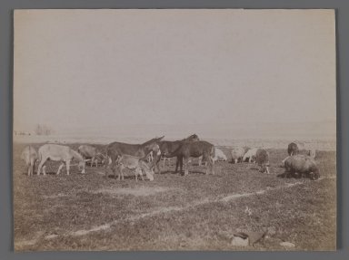  <em>[Untitled], One of 274 Vintage Photographs</em>, late 19th-early 20th century. Photograph, 6 5/16 x 8 3/16 in. (16 x 20.8 cm). Brooklyn Museum, Purchase gift of Leona Soudavar in memory of Ahmad Soudavar, 1997.3.160 (Photo: Brooklyn Museum, 1997.3.160_IMLS_PS3.jpg)