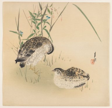 Ogata Gekko (Japanese, 1859–1920). <em>Two Quail</em>, ca. 1890–1910. Color woodblock print on paper, 9 1/2 x 9 3/4 in. (24.1 x 24.8 cm). Brooklyn Museum, Gift of the Estate of Dr. Eleanor Z. Wallace, 2007.32.65 (Photo: Brooklyn Museum, 2007.32.65_IMLS_PS3.jpg)