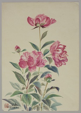 Chiura Obata (American, born Japan, 1885 – 1975). <em>Peonies</em>, May 1945. Watercolor on paper, 18 1/4 × 13 1/4 in. (46.4 × 33.7 cm). Brooklyn Museum, Gift of the Estate of Chiura Obata, in honor of the Brooklyn Museum's 200th Anniversary, with additional support from the Alfred T. White Fund, 2023.16.9. © artist or artist's estate (Photo: Brooklyn Museum, 2023.16.9_PS11.jpg)