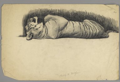 Philip H. Wolfrom (American, 1870-1904). <em>Sleeping Tiger</em>, n.d. Charcoal on paper, Sheet: 12 7/8 x 19 3/4 in. (32.7 x 50.2 cm). Brooklyn Museum, Gift of Anna Wolfrom Dove, 27.811 (Photo: Brooklyn Museum, 27.811_PS6.jpg)