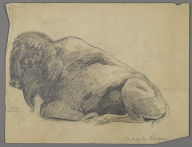 Philip H. Wolfrom (American, 1870-1904). <em>Bison</em>, n.d. Graphite on paper, Sheet: 9 7/8 x 12 7/8 in. (25.1 x 32.7 cm). Brooklyn Museum, Gift of Anna Wolfrom Dove, 27.821 (Photo: Brooklyn Museum, 27.821_PS6.jpg)