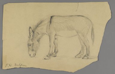 Philip H. Wolfrom (American, 1870-1904). <em>Donkey</em>, n.d. Graphite on paper, Sheet (irregular): 6 1/4 x 9 11/16 in. (15.9 x 24.6 cm). Brooklyn Museum, Gift of Anna Wolfrom Dove, 27.839 (Photo: Brooklyn Museum, 27.839_PS6.jpg)