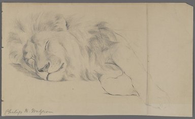 Philip H. Wolfrom (American, 1870–1904). <em>Sleeping Lion</em>, n.d. Graphite on paper, Sheet: 7 1/16 x 11 15/16 in. (17.9 x 30.3 cm). Brooklyn Museum, Gift of Anna Wolfrom Dove, 27.847 (Photo: Brooklyn Museum, 27.847_PS4.jpg)