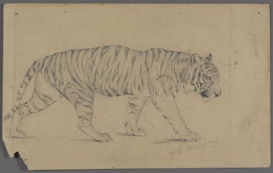 Philip H. Wolfrom (American, 1870–1904). <em>Striding Tiger</em>, n.d. Graphite on paper, Sheet: 5 5/8 x 9 in. (14.3 x 22.9 cm). Brooklyn Museum, Gift of Anna Wolfrom Dove, 27.855 (Photo: Brooklyn Museum, 27.855.jpg)