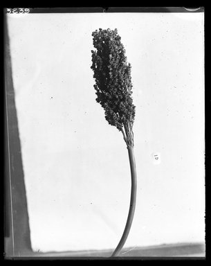  <em>Ear of Egyptian Wheat</em>. Organic material, 2 1/16 x 13 5/8 in. (5.3 x 34.6 cm). Brooklyn Museum, Charles Edwin Wilbour Fund, 37.2042.1E. Creative Commons-BY (Photo: Brooklyn Museum, 37.2042.1E_NegA_SL4.jpg)