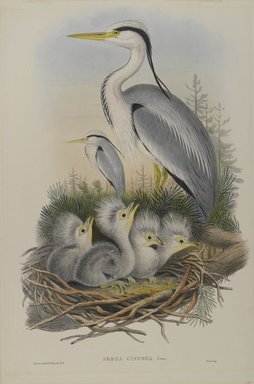 John Gould (British, 1804-1881). <em>Ardea Cinerea - Heron</em>. Lithograph on wove paper, Sheet: 21 1/4 x 14 1/2 in. (54 x 36.8 cm). Brooklyn Museum, Gift of the Estate of Emily Winthrop Miles, 64.98.108 (Photo: Brooklyn Museum, 64.98.108_PS4.jpg)