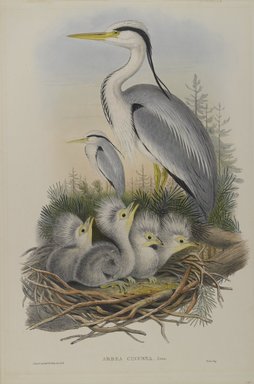 John Gould (British, 1804–1881). <em>Ardea Cinerea - Heron</em>. Lithograph on wove paper, Sheet: 21 1/4 x 14 1/2 in. (54 x 36.8 cm). Brooklyn Museum, Gift of the Estate of Emily Winthrop Miles, 64.98.108 (Photo: Brooklyn Museum, 64.98.108_PS4.jpg)