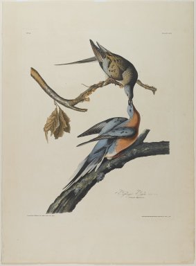 John James  Audubon (American, born Haiti, 1785-1851). <em>Passenger Pigeon</em>. Aquatint, approx.: 27 x 40 in. (68.6 x 101.6 cm). Brooklyn Museum, Gift of the Estate of Emily Winthrop Miles, 64.98.10 (Photo: Brooklyn Museum, 64.98.10_PS1.jpg)