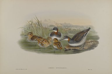 John Gould (British, 1804-1881). <em>Lobipes Hyperboreus - Red-Necked Phalarope</em>. Lithograph on wove paper, Sheet: 21 1/4 x 14 1/2 in. (54 x 36.8 cm). Brooklyn Museum, Gift of the Estate of Emily Winthrop Miles, 64.98.128 (Photo: Brooklyn Museum, 64.98.128_PS4.jpg)