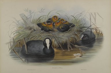 John Gould (British, 1804-1881). <em>Fulica Atra</em>. Lithograph on wove paper, Sheet: 21 1/4 x 14 1/2 in. (54 x 36.8 cm). Brooklyn Museum, Gift of the Estate of Emily Winthrop Miles, 64.98.129 (Photo: Brooklyn Museum, 64.98.129_PS4.jpg)