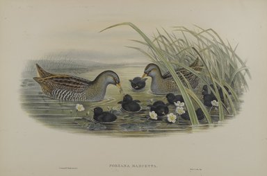 John Gould (British, 1804–1881). <em>Porzana Maruetta - Spotted Crane</em>. Lithograph on wove paper, Sheet: 21 1/4 x 14 1/2 in. (54 x 36.8 cm). Brooklyn Museum, Gift of the Estate of Emily Winthrop Miles, 64.98.133 (Photo: Brooklyn Museum, 64.98.133_PS4.jpg)