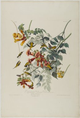 John James  Audubon (American, born Haiti, 1785-1851). <em>Ruby Throated Humming Bird</em>, 1828. Aquatint, approx.: 27 x 40 in. (68.6 x 101.6 cm). Brooklyn Museum, Gift of the Estate of Emily Winthrop Miles, 64.98.14 (Photo: Brooklyn Museum, 64.98.14_PS1.jpg)