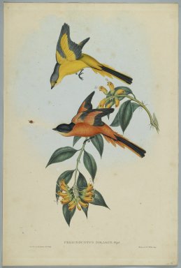 John Gould (British, 1804-1881). <em>Pericrocotus, Solaris</em>. Lithograph on wove paper, Sheet: 21 7/8 x 14 1/2 in. (55.6 x 36.8 cm). Brooklyn Museum, Gift of the Estate of Emily Winthrop Miles, 64.98.160 (Photo: Brooklyn Museum, 64.98.160_PS2.jpg)