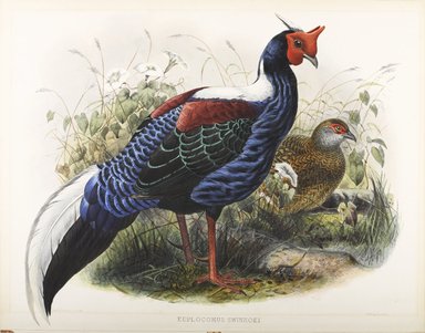 John Gould (British, 1804-1881). <em>Euplocomus Swinhoei: Pheasant</em>. Lithograph on wove paper, Sheet: 23 3/8 x 18 7/16 in. (59.4 x 46.8 cm). Brooklyn Museum, Gift of the Estate of Emily Winthrop Miles, 64.98.170 (Photo: Brooklyn Museum, 64.98.170_PS9.jpg)