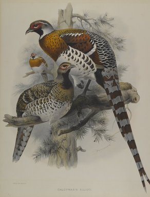 John Gould (British, 1804-1881). <em>Calophasis Ellioti</em>. Lithograph on wove paper, Sheet: 21 7/8 x 14 1/2 in. (55.6 x 36.8 cm). Brooklyn Museum, Gift of the Estate of Emily Winthrop Miles, 64.98.172 (Photo: Brooklyn Museum, 64.98.172_PS4.jpg)