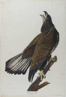 John James  Audubon (American, born Haiti, 1785–1851). <em>White - Headed Eagle</em>. Aquatint, approx.: 27 x 40 in. (68.6 x 101.6 cm). Brooklyn Museum, Gift of the Estate of Emily Winthrop Miles, 64.98.18 (Photo: Brooklyn Museum, 64.98.18_PS1.jpg)