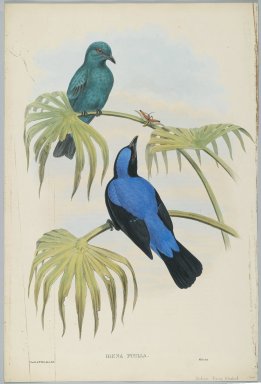 John Gould (British, 1804-1881). <em>Irena Puella</em>. Lithograph on wove paper, 21 3/4 x 14 5/8 in. (55.2 x 37.1 cm). Brooklyn Museum, Gift of the Estate of Emily Winthrop Miles, 64.98.191 (Photo: Brooklyn Museum, 64.98.191_PS2.jpg)