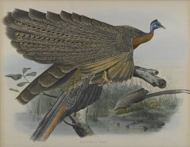 Daniel Giraud Elliott (American, 1835-1915). <em>Argusianus Grayii</em>. Lithograph in color on wove paper, 23 1/4 x 18 1/8 in. (59.1 x 46 cm). Brooklyn Museum, Gift of the Estate of Emily Winthrop Miles, 64.98.202 (Photo: Brooklyn Museum, 64.98.202_PS4.jpg)