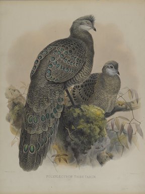Daniel Giraud Elliott (American, 1835-1915). <em>Polyplectron Tibetanum</em>. Lithograph in color on wove paper, 23 1/4 x 18 1/8 in. (59.1 x 46 cm). Brooklyn Museum, Gift of the Estate of Emily Winthrop Miles, 64.98.208 (Photo: Brooklyn Museum, 64.98.208_PS4.jpg)