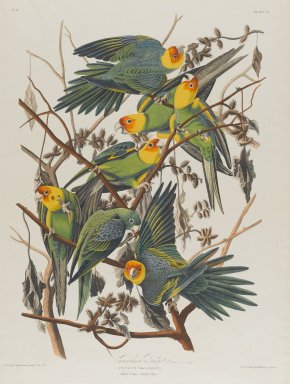 John James  Audubon (American, born Haiti, 1785-1851). <em>Carolina Parrot</em>, 1827-1838. Black-ink etching, aquatint and engraving toned by hand with opaque and transparent watercolors, Sheet: 38 1/2 x 25 3/4 in. (97.8 x 65.4 cm). Brooklyn Museum, Gift of the Estate of Emily Winthrop Miles, 64.98.20 (Photo: Brooklyn Museum, 64.98.20_PS2.jpg)