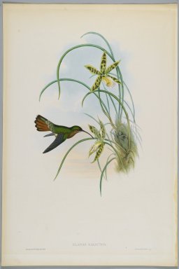 John Gould (British, 1804-1881). <em>Glaucis Hirsutus</em>. Lithograph in color on wove paper, 21 1/2 x 14 3/8 in. (54.6 x 36.5 cm). Brooklyn Museum, Gift of the Estate of Emily Winthrop Miles, 64.98.213 (Photo: Brooklyn Museum, 64.98.213_PS2.jpg)