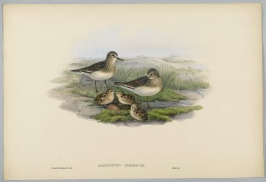 John Gould (British, 1804-1881). <em>Phaethornis Nigricinctus: Belted Hermit</em>. Lithograph in color on wove paper, 21 1/2 x 14 3/8 in. (54.6 x 36.5 cm). Brooklyn Museum, Gift of the Estate of Emily Winthrop Miles, 64.98.214 (Photo: Brooklyn Museum, 64.98.214_PS2.jpg)