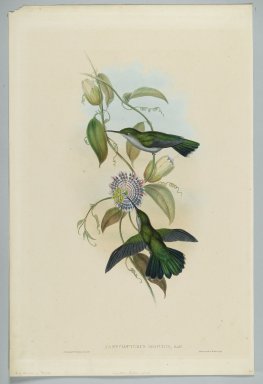 John Gould (British, 1804-1881). <em>Campylopterus Obscurus: Sombre Sabre Wing</em>. Lithograph in color on wove paper, 21 1/2 x 14 3/8 in. (54.6 x 36.5 cm). Brooklyn Museum, Gift of the Estate of Emily Winthrop Miles, 64.98.217 (Photo: Brooklyn Museum, 64.98.217_PS2.jpg)