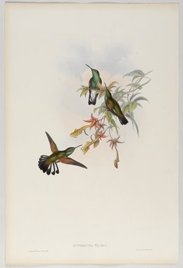 John Gould (British, 1804-1881). <em>Eupherusa Eximia: Stripe Tail</em>. Lithograph in color on wove paper, 21 1/2 x 14 3/8 in. (54.6 x 36.5 cm). Brooklyn Museum, Gift of the Estate of Emily Winthrop Miles, 64.98.246 (Photo: Brooklyn Museum, 64.98.246_PS9.jpg)