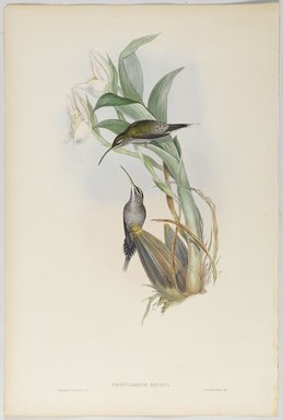John Gould (British, 1804-1881). <em>Phaethornis Oseryi</em>. Lithograph in color on wove paper, 21 1/2 x 14 3/8 in. (54.6 x 36.5 cm). Brooklyn Museum, Gift of the Estate of Emily Winthrop Miles, 64.98.254 (Photo: Brooklyn Museum, 64.98.254_PS9.jpg)