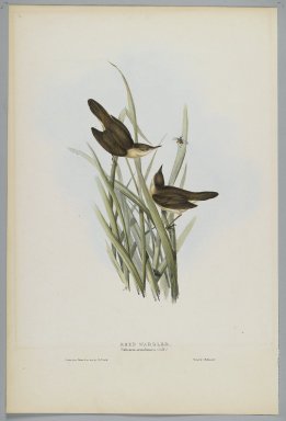 John Gould (British, 1804-1881). <em>Salicaria Arundinacea: Reed Warbler</em>. Lithograph in color on wove paper, 21 7/8 x 13 7/8 in. (55.6 x 35.2 cm). Brooklyn Museum, Gift of the Estate of Emily Winthrop Miles, 64.98.264 (Photo: Brooklyn Museum, 64.98.264_PS2.jpg)