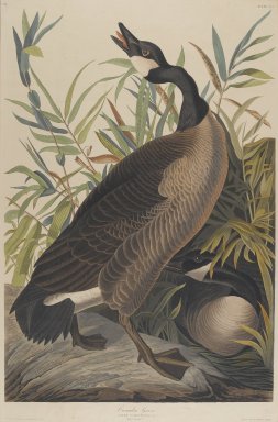 John James  Audubon (American, born Haiti, 1785-1851). <em>Canada Goose</em>. Aquatint, Sheet: 35 3/4 x 24 3/4 in. (90.8 x 62.9 cm). Brooklyn Museum, Gift of the Estate of Emily Winthrop Miles, 64.98.2 (Photo: Brooklyn Museum, 64.98.2_PS2.jpg)
