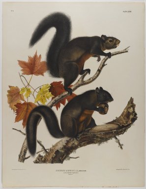 John James  Audubon (American, born Haiti, 1785-1851). <em>Long Haired Squirrel</em>. Lithograph, 27 x 21 in. (68.6 x 53.3 cm). Brooklyn Museum, Gift of the Estate of Emily Winthrop Miles, 64.98.35 (Photo: Brooklyn Museum, 64.98.35_IMLS_PS4.jpg)