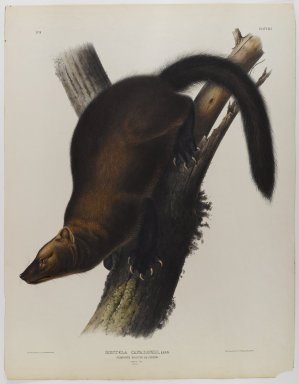John James  Audubon (American, born Haiti, 1785-1851). <em>Pennants Martin or Fisher</em>. Lithograph, 27 x 21 in. (68.6 x 53.3 cm). Brooklyn Museum, Gift of the Estate of Emily Winthrop Miles, 64.98.40 (Photo: Brooklyn Museum, 64.98.40_IMLS_PS4.jpg)