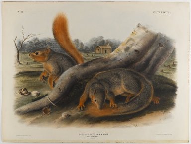 John James  Audubon (American, born Haiti, 1785-1851). <em>Say's Squirrel</em>. Lithograph, 21 x 27 in. (53.3 x 68.6 cm). Brooklyn Museum, Gift of the Estate of Emily Winthrop Miles, 64.98.55 (Photo: Brooklyn Museum, 64.98.55_IMLS_PS4.jpg)
