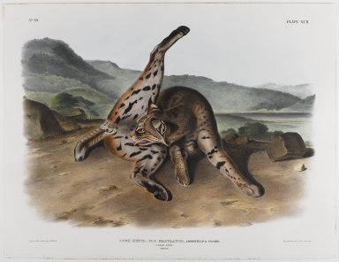 John James  Audubon (American, born Haiti, 1785-1851). <em>Texan Lynx</em>. Lithograph, 21 x 27 in. (53.3 x 68.6 cm). Brooklyn Museum, Gift of the Estate of Emily Winthrop Miles, 64.98.57 (Photo: Brooklyn Museum, 64.98.57_IMLS_PS4.jpg)