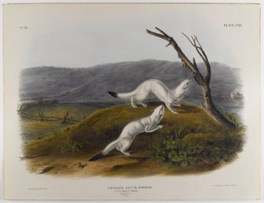 John James  Audubon (American, born Haiti, 1785-1851). <em>Little Nimble Weasel</em>. Lithograph, 21 x 27 in. (53.3 x 68.6 cm). Brooklyn Museum, Gift of the Estate of Emily Winthrop Miles, 64.98.65 (Photo: Brooklyn Museum, 64.98.65_IMLS_PS4.jpg)