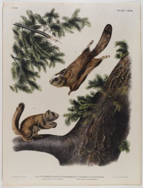 John James  Audubon (American, born Haiti, 1785-1851). <em>Severn River Flying Squirrel-Rocky Mountain Flying Squirrel</em>. Lithograph, 27 x 21 in. (68.6 x 53.3 cm). Brooklyn Museum, Gift of the Estate of Emily Winthrop Miles, 64.98.71 (Photo: Brooklyn Museum, 64.98.71_IMLS_PS4.jpg)