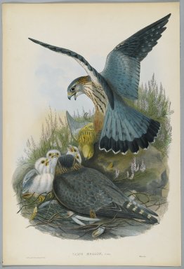 John Gould (British, 1804-1881). <em>Falco Aesalon - Merlin</em>. Lithograph on wove paper, Sheet: 21 1/4 x 14 1/2 in. (54 x 36.8 cm). Brooklyn Museum, Gift of the Estate of Emily Winthrop Miles, 64.98.76 (Photo: Brooklyn Museum, 64.98.76_PS2.jpg)