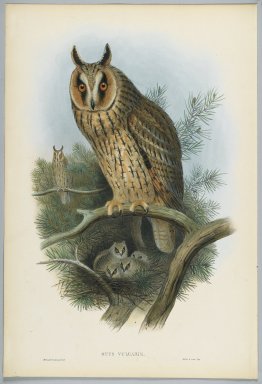 John Gould (British, 1804-1881). <em>Otus Vulgaris - Long-Eared Owl</em>. Lithograph on wove paper, Sheet: 21 1/4 x 14 1/2 in. (54 x 36.8 cm). Brooklyn Museum, Gift of the Estate of Emily Winthrop Miles, 64.98.78 (Photo: Brooklyn Museum, 64.98.78_PS2.jpg)