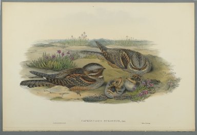 John Gould (British, 1804-1881). <em>Caprimulgus Europaeus</em>. Lithograph on wove paper, Sheet: 21 1/4 x 14 1/2 in. (54 x 36.8 cm). Brooklyn Museum, Gift of the Estate of Emily Winthrop Miles, 64.98.80 (Photo: Brooklyn Museum, 64.98.80_PS2.jpg)