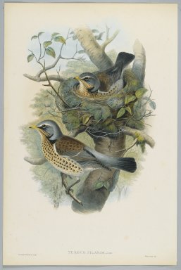 John Gould (British, 1804-1881). <em>Turdus Pilarus - Field Fare</em>. Lithograph on wove paper, Sheet: 21 1/4 x 14 1/2 in. (54 x 36.8 cm). Brooklyn Museum, Gift of the Estate of Emily Winthrop Miles, 64.98.85 (Photo: Brooklyn Museum, 64.98.85_PS2.jpg)