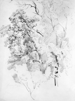 William Trost Richards (American, 1833–1905). <em>Tree Study</em>, June 9, 1853. Graphite on paper, Sheet: 11 7/8 x 9 1/8 in. (30.2 x 23.2 cm). Brooklyn Museum, Gift of Edith Ballinger Price, 72.32.22 (Photo: Brooklyn Museum, 72.32.22_bw.jpg)