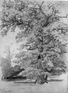 William Trost Richards (American, 1833–1905). <em>Tree Study</em>, June 18, 1867. Graphite on paper, Sheet: 11 13/16 x 8 3/4 in. (30 x 22.2 cm). Brooklyn Museum, Gift of Edith Ballinger Price, 72.32.23 (Photo: Brooklyn Museum, 72.32.23_bw.jpg)