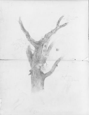 William Trost Richards (American, 1833–1905). <em>Study of Tree Trunk</em>, August 1, 1854. Graphite on paper, Sheet: 21 7/8 x 15 in. (55.6 x 38.1 cm). Brooklyn Museum, Gift of Edith Ballinger Price, 72.32.34 (Photo: Brooklyn Museum, 72.32.34_bw.jpg)