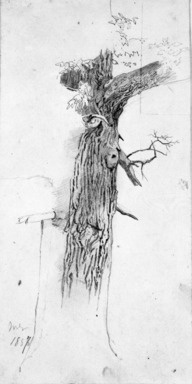 William Trost Richards (American, 1833–1905). <em>Tree Study</em>, July 1857. Graphite on paper, Sheet: 5 3/4 x 2 7/8 in. (14.6 x 7.3 cm). Brooklyn Museum, Gift of Edith Ballinger Price, 72.32.7 (Photo: Brooklyn Museum, 72.32.7_bw.jpg)