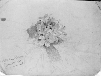 William Trost Richards (American, 1833-1905). <em>Flower Study</em>, June 22, 1869. Graphite with touches of watercolor and Chinese white on gray paper, Sheet: 6 x 8 in. (15.2 x 20.3 cm). Brooklyn Museum, Gift of Edith Ballinger Price, 72.32.8 (Photo: Brooklyn Museum, 72.32.8_bw.jpg)