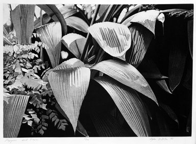 Stephen McMillan (American, born 1949). <em>Papyrus and Fern</em>, 1978. Aquatint and etching on paper, sheet: 22 1/4 x 29 in.  (56.5 x 73.7 cm);. Brooklyn Museum, Gift of ADI Gallery, 79.37.12. © artist or artist's estate (Photo: Brooklyn Museum, 79.37.12_bw.jpg)