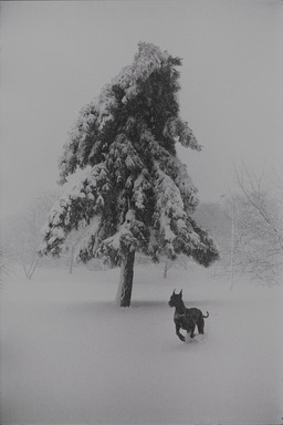 Garry Winogrand (American, 1928–1984). <em>New York City</em>, 1968, printed 1978. Gelatin silver print, Sheet: 13 7/8 x 10 15/16 in. (35.2 x 27.8 cm). Brooklyn Museum, Gift of Donald T. Johnson, 82.200.4. © artist or artist's estate (Photo: , 82.200.4_PS9.jpg)